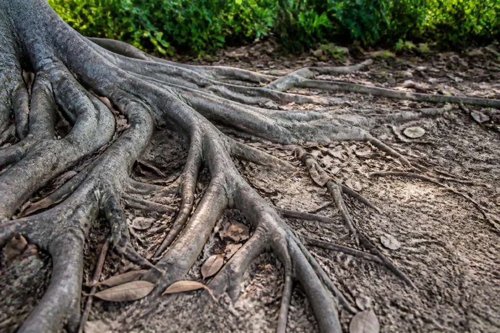 Racines d'arbre visibles sur le sol illustrant le territoire radiculaire d'un arbre